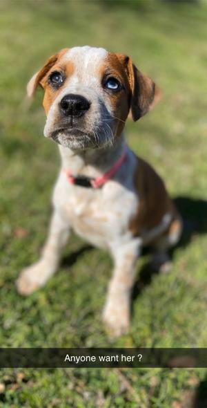 boxer puppies for sale dfw