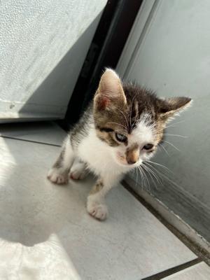 Kitten for sale in Miramar, FL - 5miles: Buy and Sell