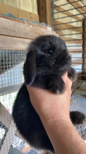 adopt a holland lop