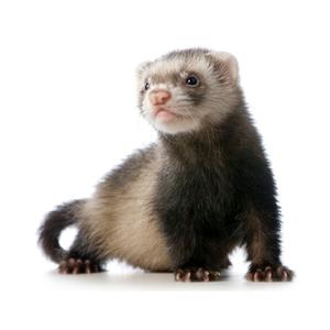exotic ferrets for sale