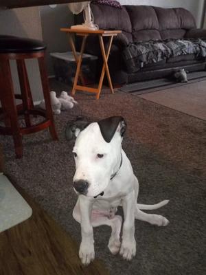 classic bully for sale