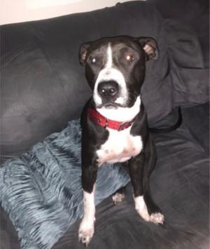 buy pitbull puppies online