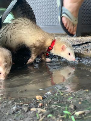 petsmart car hammock