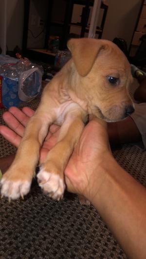 Pitbull For Sale In Tulsa Ok 5miles Buy And Sell Pitbull For Sale In Tulsa Ok 5miles Buy And Sell