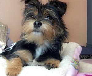 yorkies for sale dfw