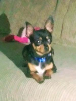 miniature apple head chihuahua