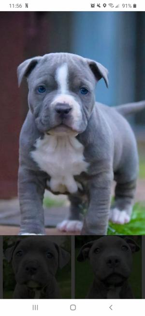 Blue Nose Pitbull For Sale In Fort Worth Tx 5miles Buy And Sell Blue Nose Pitbull For Sale In Fort Worth Tx 5miles Buy And Sell