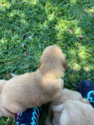 Golden Retriever Puppy For Sale In Nacogdoches Tx 5miles Buy And Sell