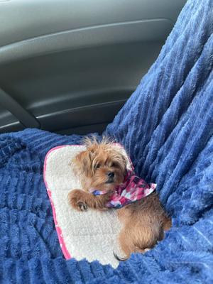 Puppy For Sale In Conway Ar 5miles Buy And Sell