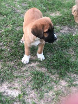 Puppy For Sale In Tyler Tx 5miles Buy And Sell