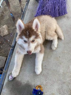 Puppy Husky For Sale In San Diego Ca 5miles Buy And Sell