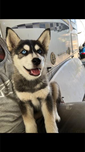 Puppy Husky For Sale In San Diego Ca 5miles Buy And Sell