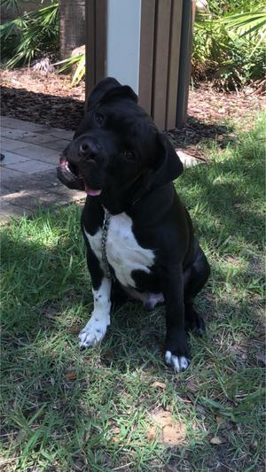 Pitbull For Sale In Tampa Fl 5miles Buy And Sell Pitbull For Sale In Tampa Fl 5miles Buy And Sell