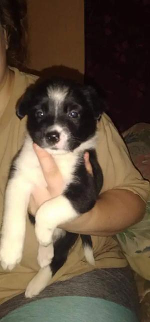 Puppy For Sale In Conway Ar 5miles Buy And Sell