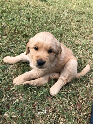 Puppy For Sale In Broken Arrow Ok 5miles Buy And Sell