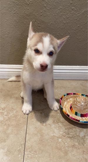 Puppy Husky For Sale In San Diego Ca 5miles Buy And Sell
