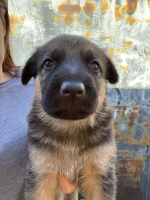 German Shepherd Puppy For Sale In San Fernando Ca 5miles Buy And Sell