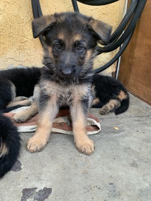 German Shepherd Puppy For Sale In San Fernando Ca 5miles Buy And Sell
