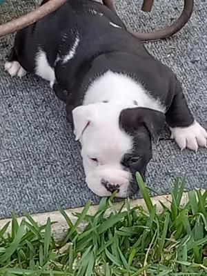 Bully For Sale In San Antonio Tx 5miles Buy And Sell