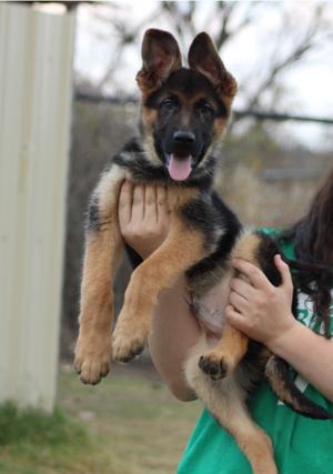 Puppy German Shepherd For Sale In Fort Worth Tx 5miles Buy And Sell