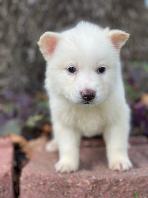 Husky Puppy For Sale In Houston Tx 5miles Buy And Sell