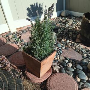 Artificial Lavender Plant in wooden planter