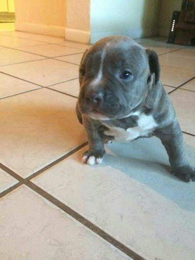 Female PitBull Puppy - American Bully Blue Brindle for sale in