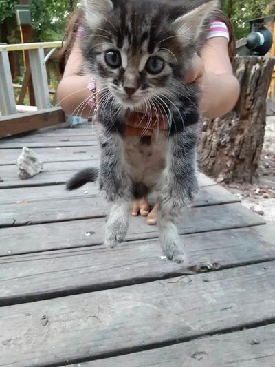Free Kittens for sale in Quinlan, TX - 5miles: Buy and Sell