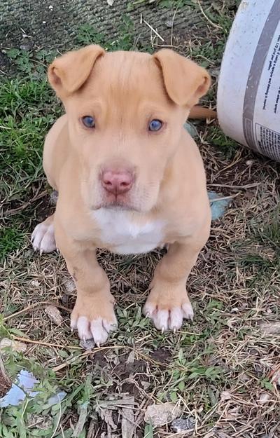 Pitbull/Yellow Lab Puppy for sale in Quinlan, TX - 5miles: Buy and Sell