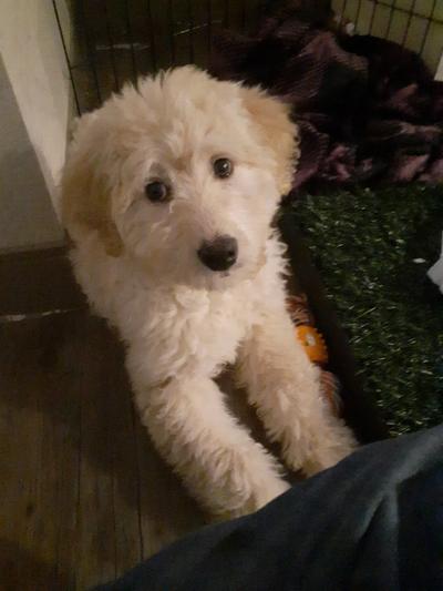 Aadorable female doodle puppy 10 weeks, trained, up to date on vaccines ...