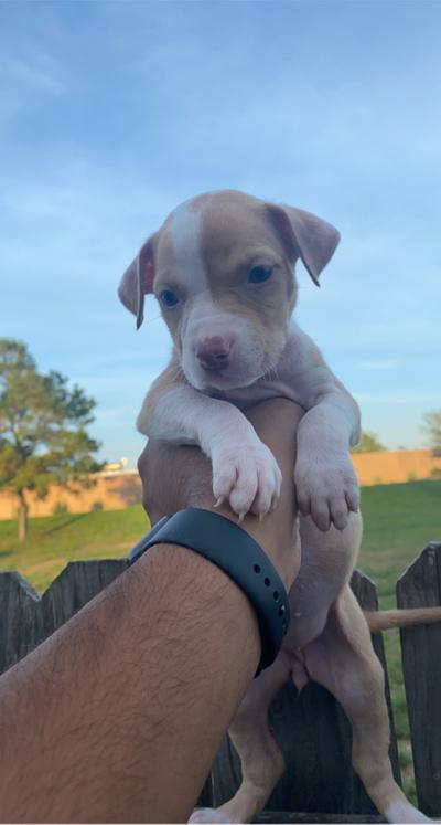 Pitbull puppies for sale in Houston, TX - 5miles: Buy and Sell