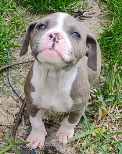Beautiful Pitbull Puppies for sale in Houston, TX - 5miles: Buy and Sell