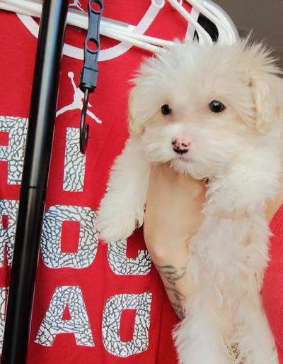 Maltipoo puppy Bonnie split face soft blonde/white butterfly pink nose ...