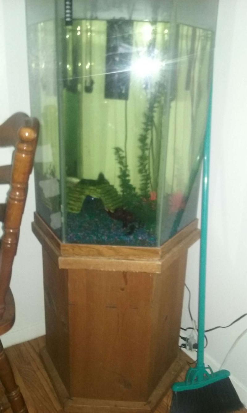 octagon fish tank