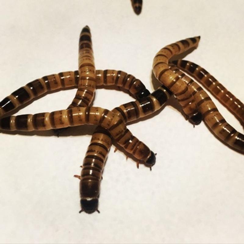 reptile feeders for sale