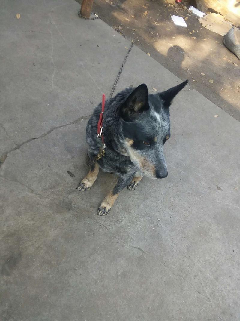 blue heeler en español
