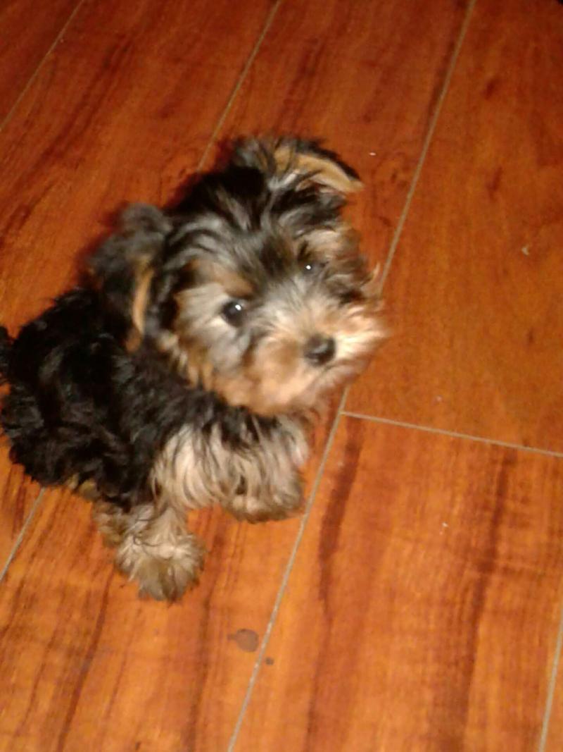 Male Toy yorkie puppy for sale in Grand Prairie, TX 5miles Buy and Sell