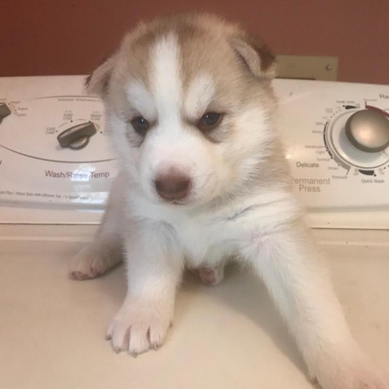 Full breed huskies for sale in Houston, TX 5miles Buy and Sell