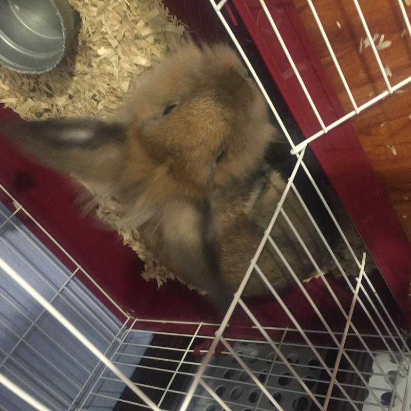 Lionhead rabbit and cage for sale in Duncanville, TX 5miles Buy and Sell