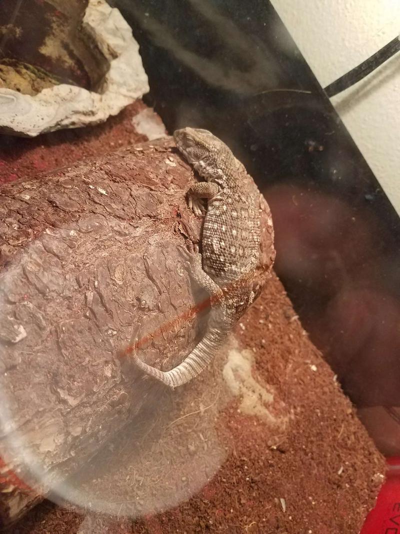 Savannah monitor for sale in Dallas, TX 5miles Buy and Sell
