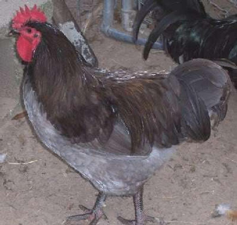 Free large grey rooster for sale in Nevada, TX 5miles Buy and Sell