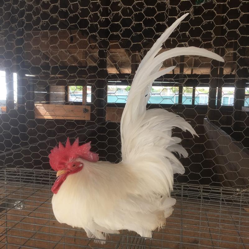 Show Quality Chicken For Sale! for sale in Miami, FL 5miles Buy and Sell