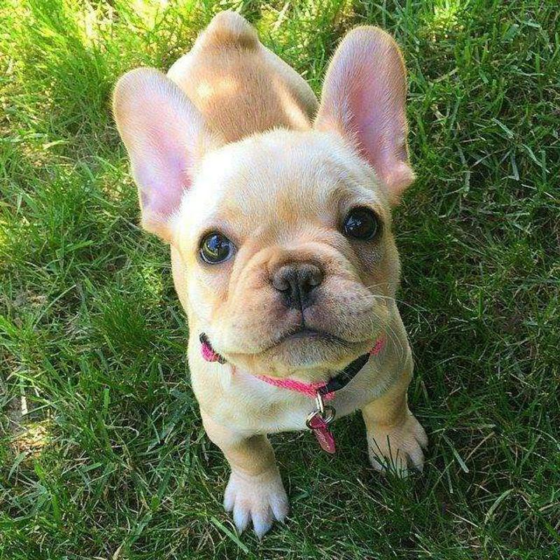 Female Frenchie for sale in Seagoville, TX 5miles Buy and Sell