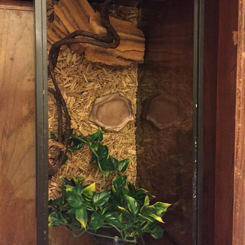 Corn snake with tank set up for sale in Addison, TX 5miles Buy and Sell