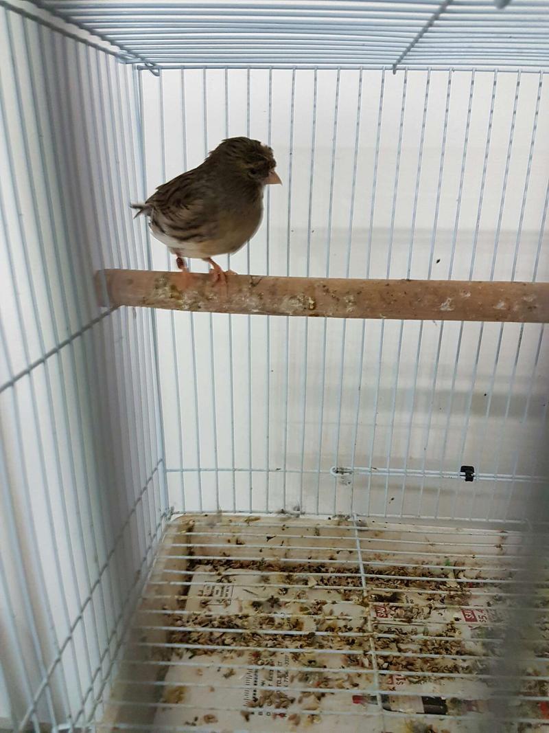 Gloster Canary female for sale for sale in Houston, TX 5miles Buy