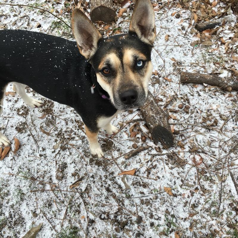 Free dog to good home. for sale in North Richland Hills, TX 5miles