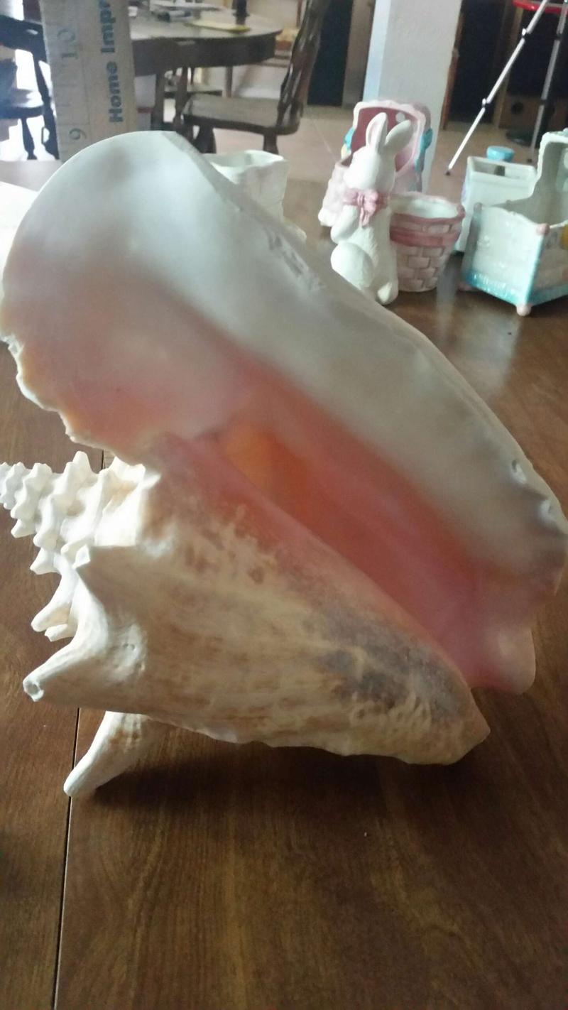 Big sea shell for sale in Crowley, TX 5miles Buy and Sell