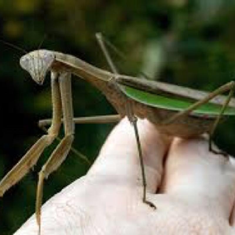 Praying Mantis for sale in Houston, TX 5miles Buy and Sell