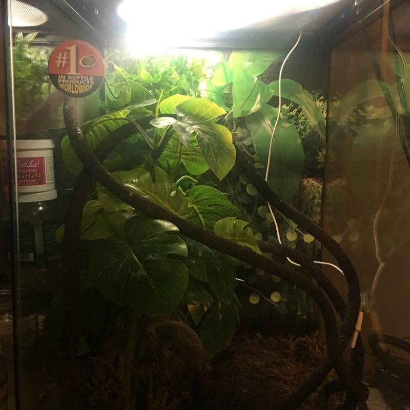 Reptile terrarium for sale in Los Angeles, CA 5miles Buy and Sell