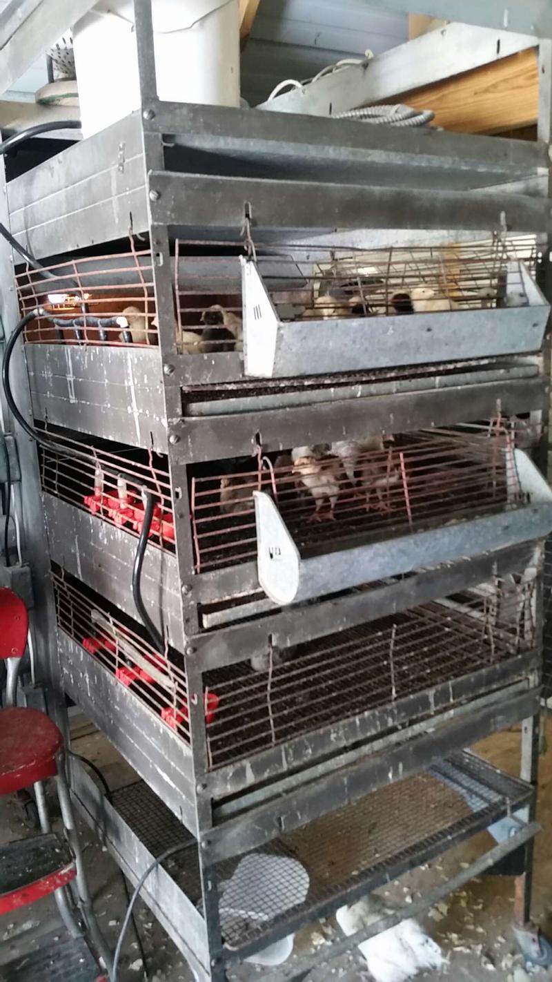 Oaks Commercial Poultry/ Chick Brooder for sale in Wills Point, TX